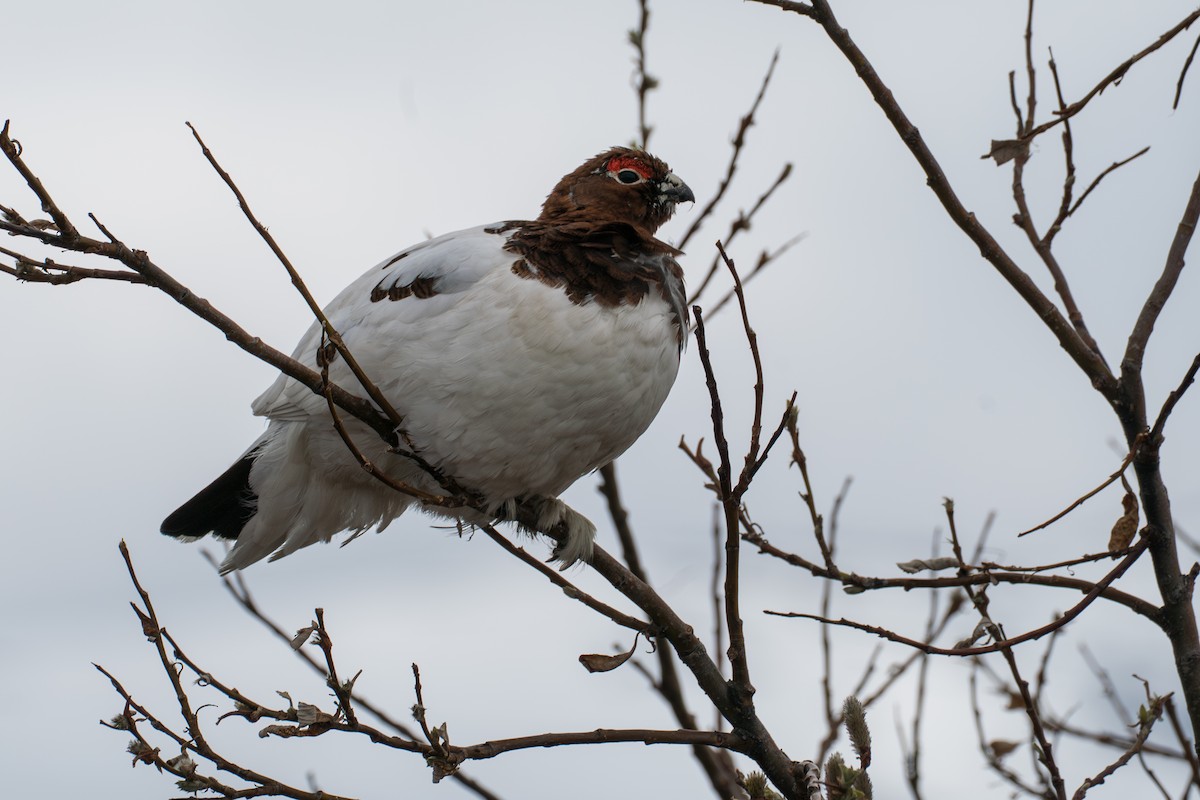 Willow Ptarmigan - ML646345416
