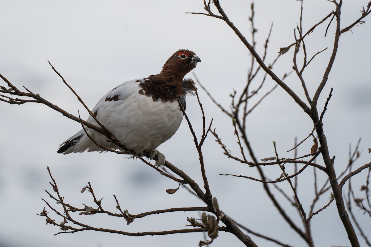 Willow Ptarmigan - ML646345417