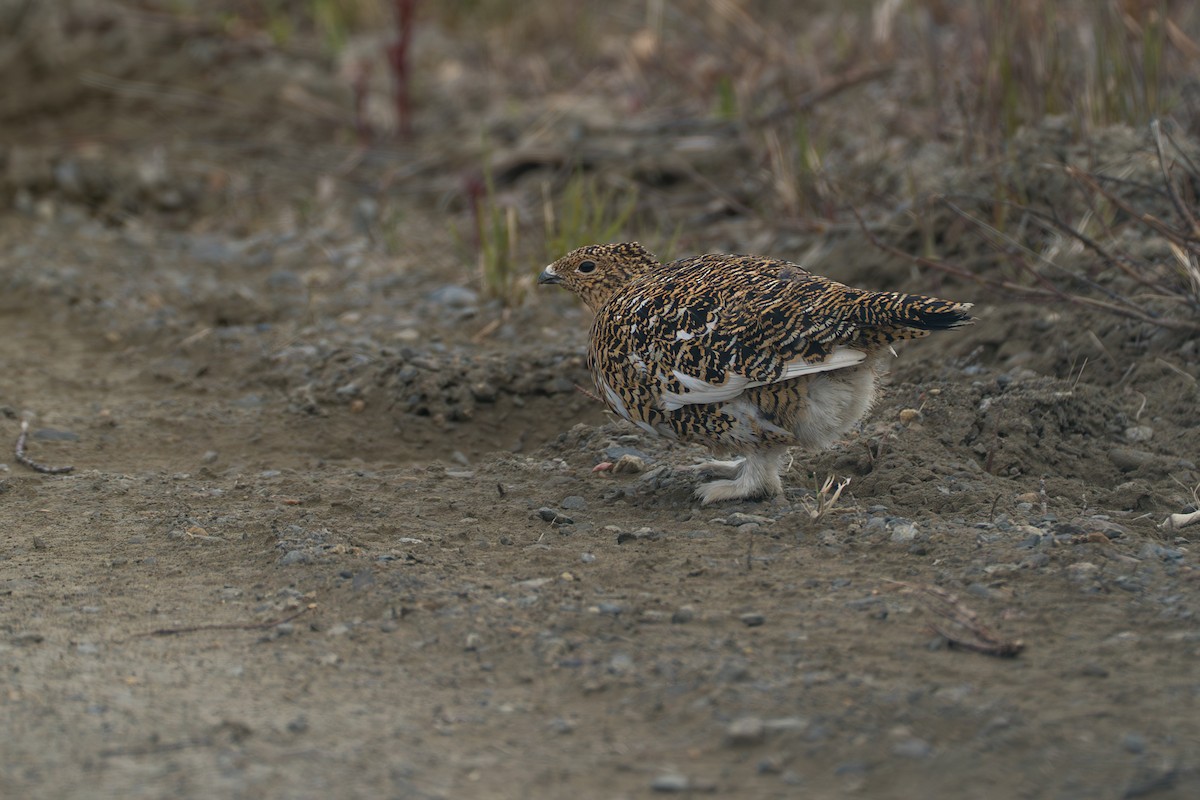 Willow Ptarmigan - ML646345418