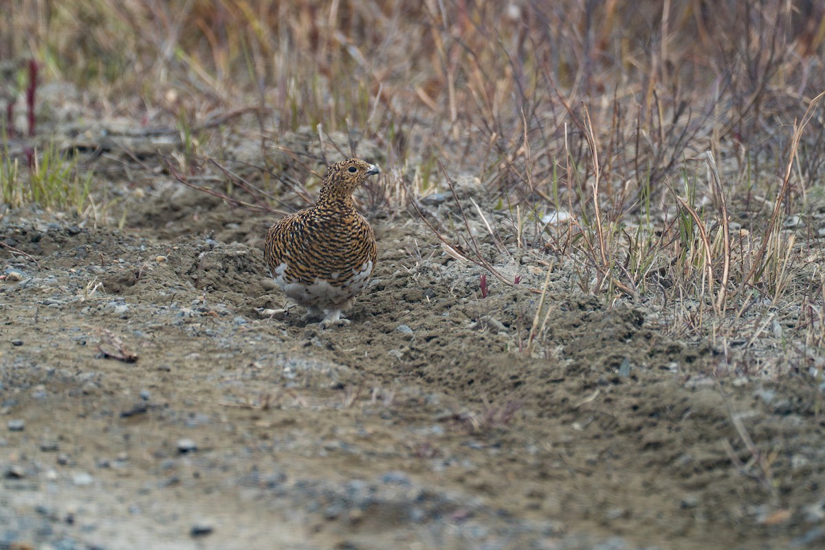 Willow Ptarmigan - ML646345419
