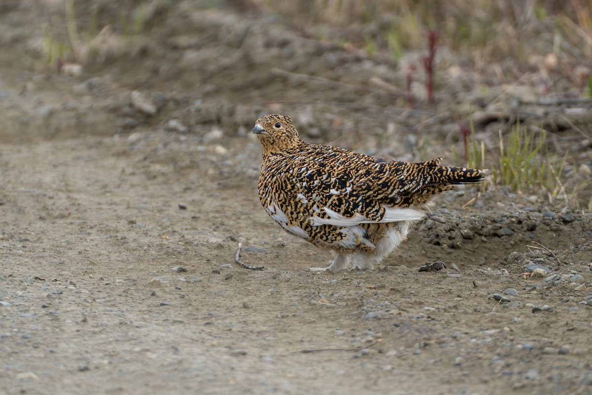Willow Ptarmigan - ML646345420