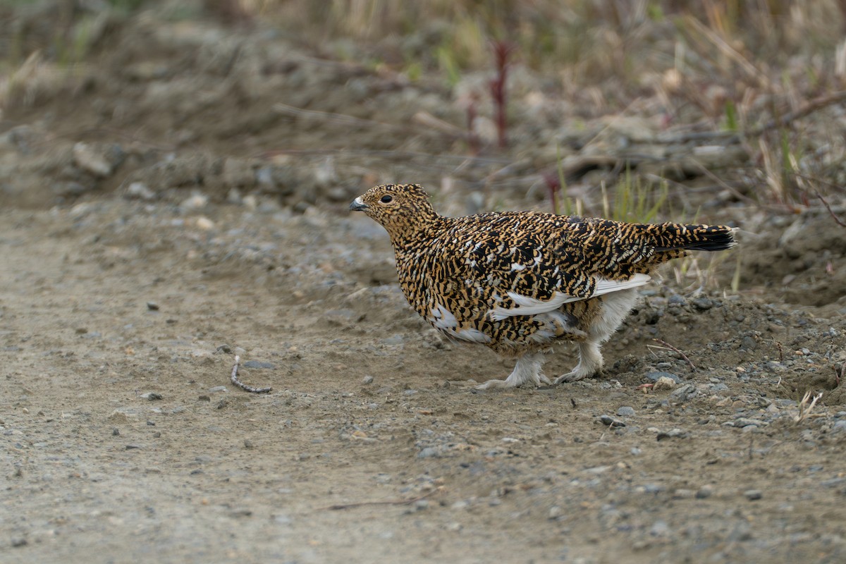 Willow Ptarmigan - ML646345421