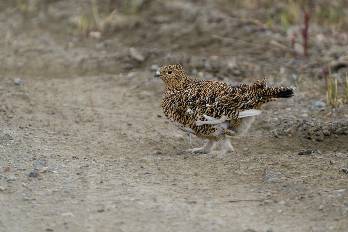 Willow Ptarmigan - ML646345422