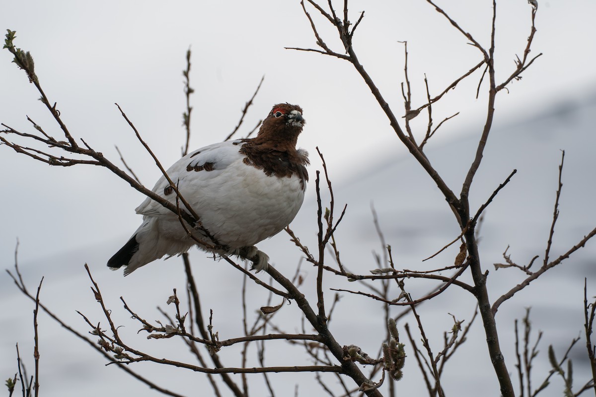 Willow Ptarmigan - ML646345423