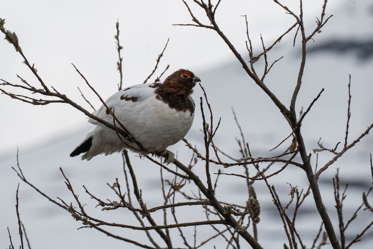 Willow Ptarmigan - ML646345425