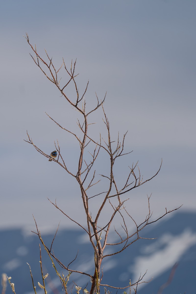 Bluethroat - ML646345428