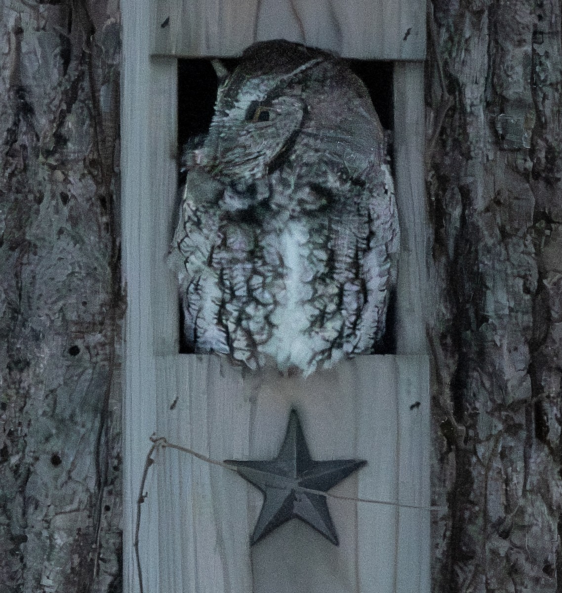 Eastern Screech-Owl - ML646345429
