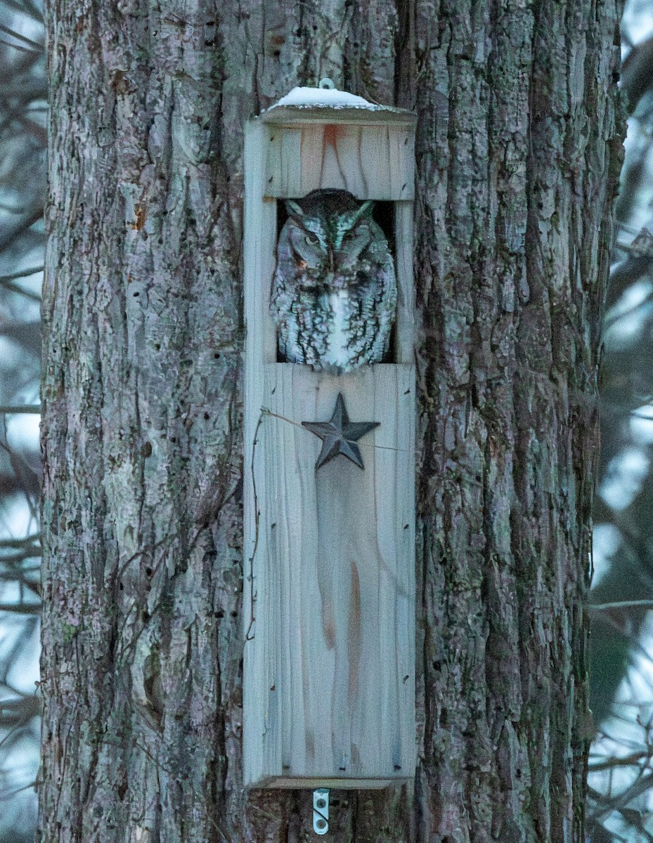 Eastern Screech-Owl - ML646345431