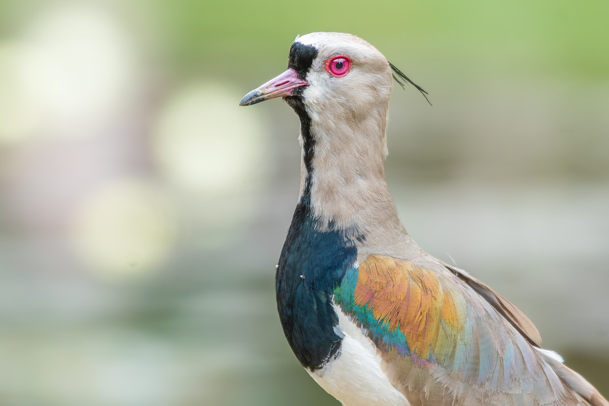 Southern Lapwing (lampronotus) - ML646345432