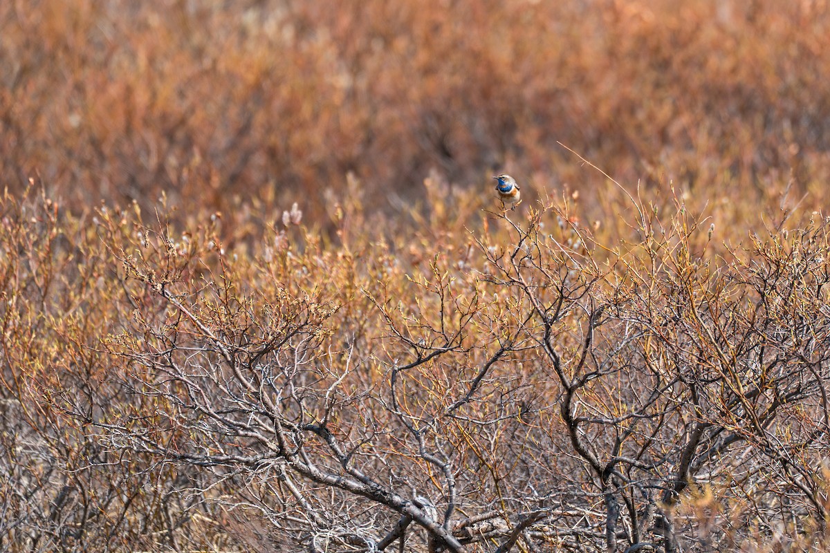 Bluethroat - ML646345433