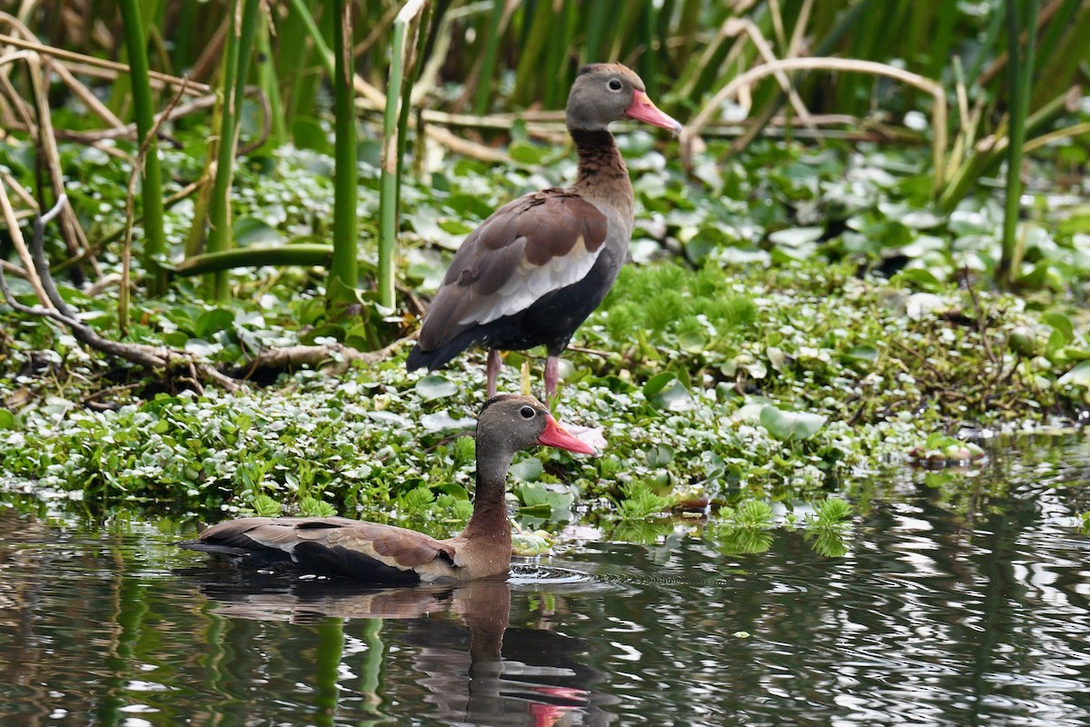 Black-bellied Whistling-Duck - ML646345434