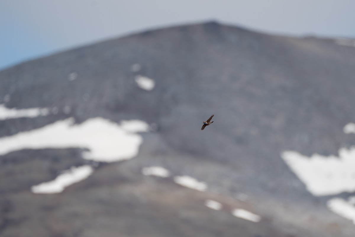 Bluethroat - ML646345435