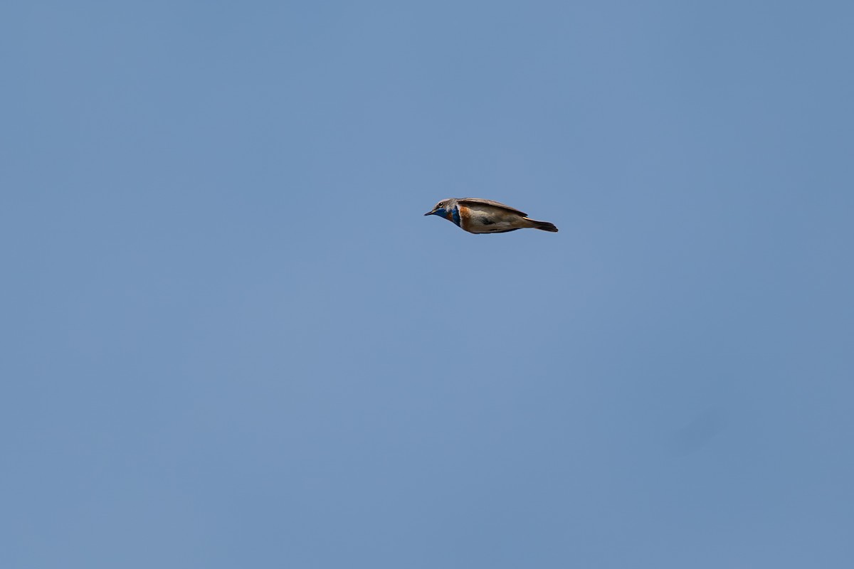 Bluethroat - ML646345437