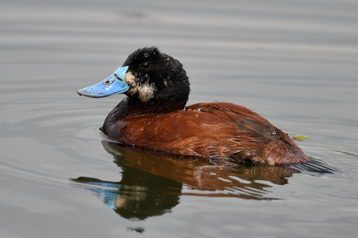Andean Duck (andina) - ML646345438