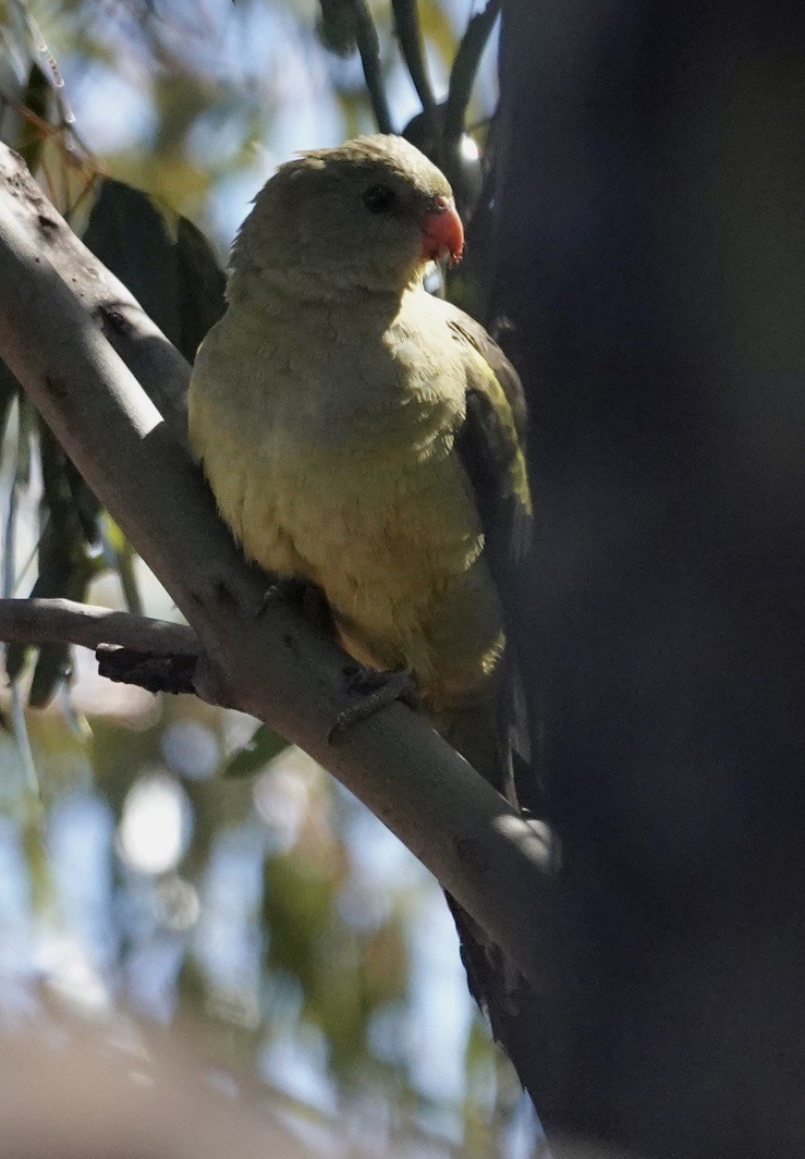 Regent Parrot - ML646345440