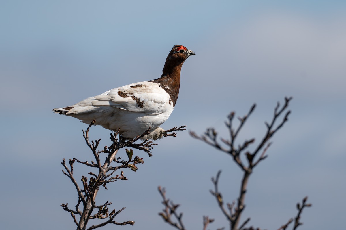 Willow Ptarmigan - ML646345441