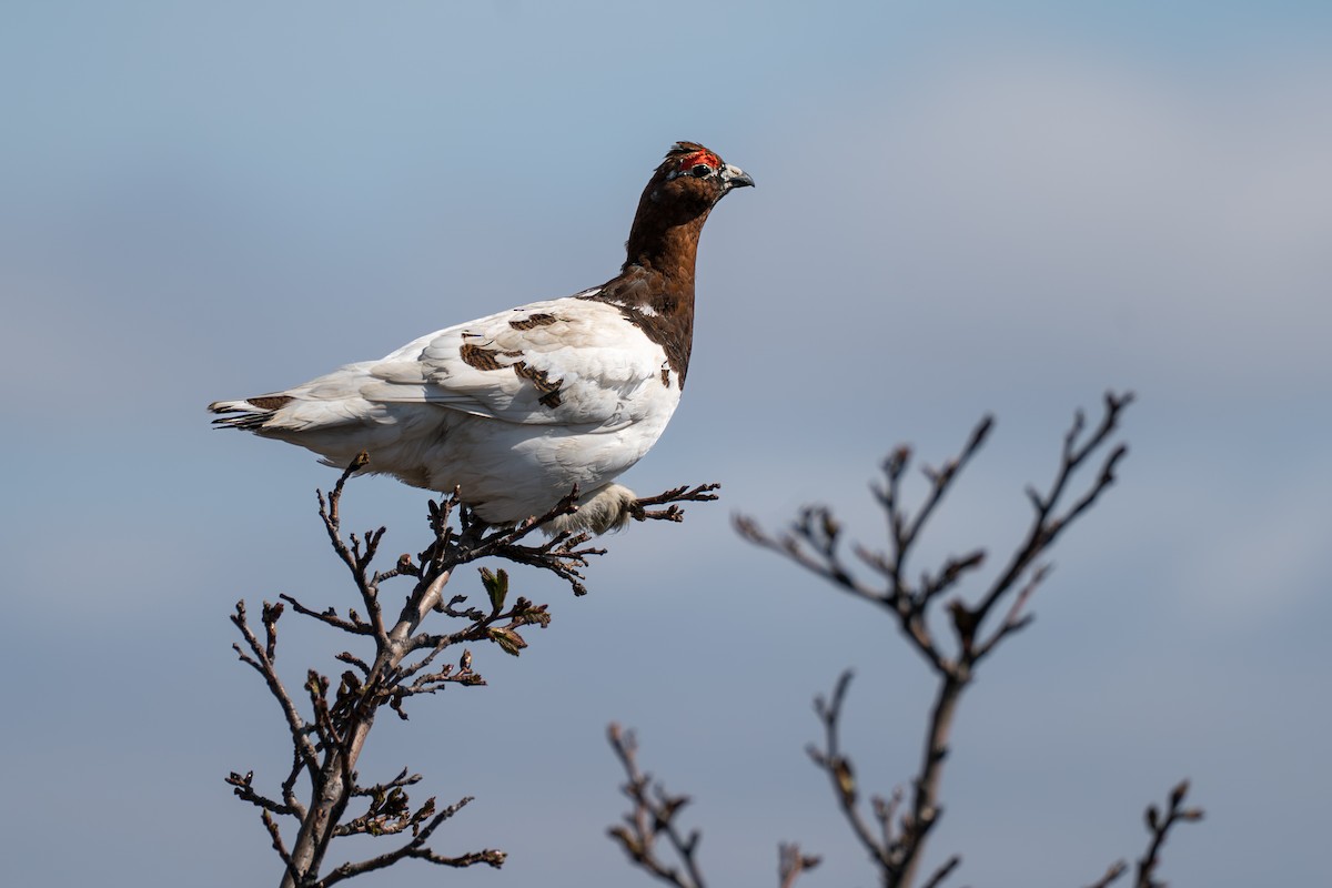 Willow Ptarmigan - ML646345442