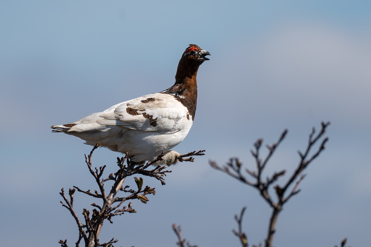 Willow Ptarmigan - ML646345443