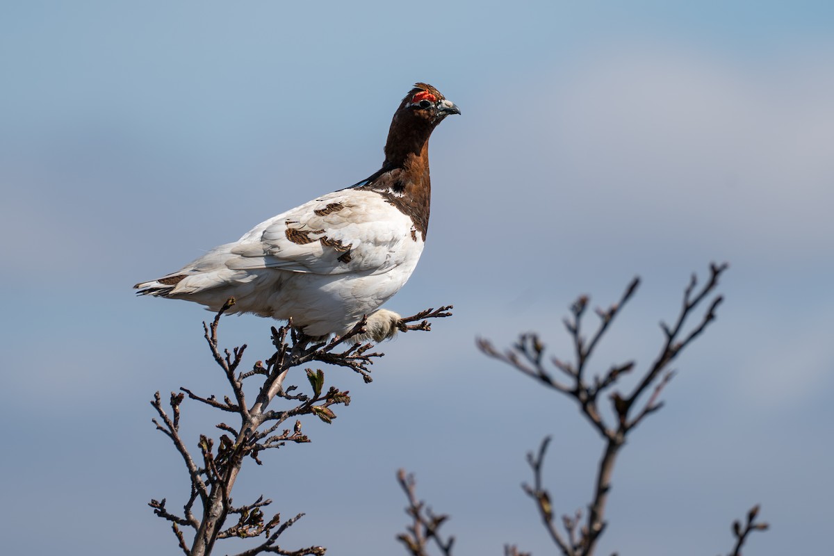 Willow Ptarmigan - ML646345444