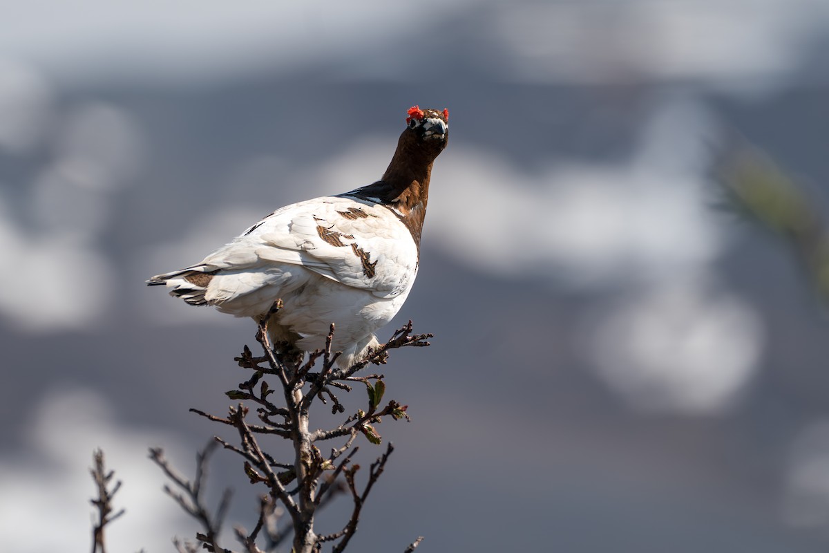 Willow Ptarmigan - ML646345445