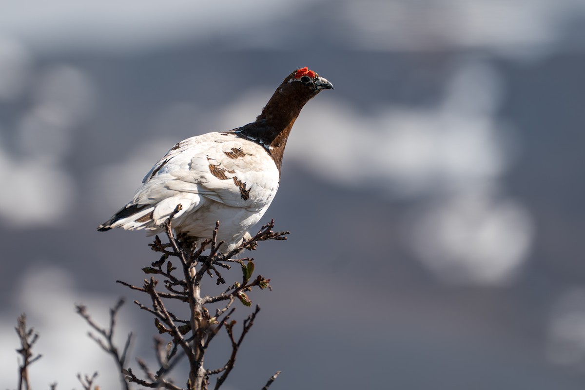 Willow Ptarmigan - ML646345446