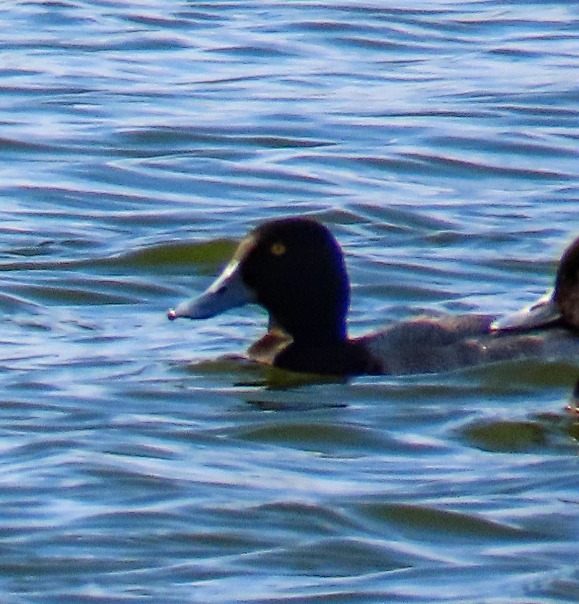 Greater Scaup - ML646345447