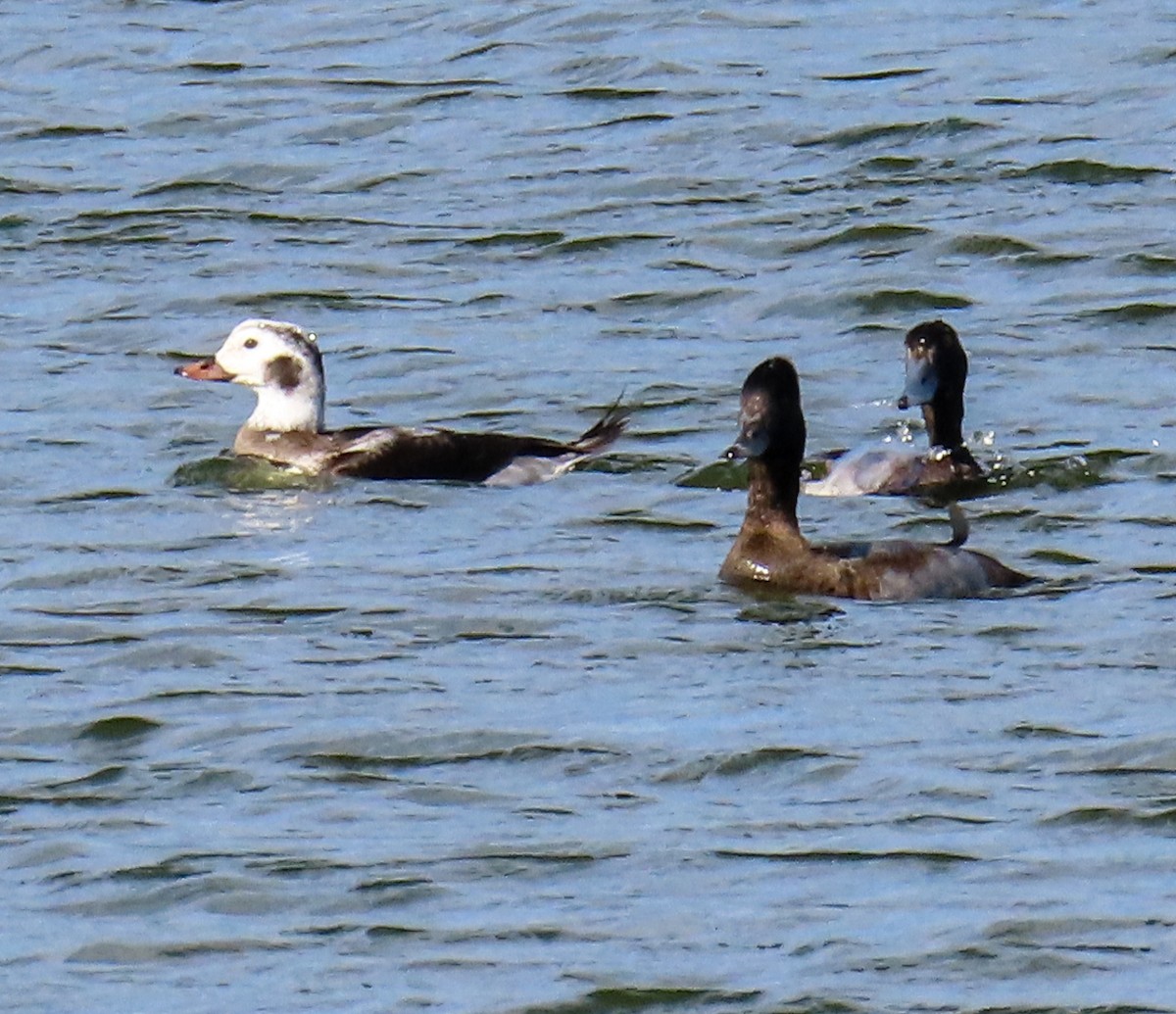 Greater Scaup - ML646345448