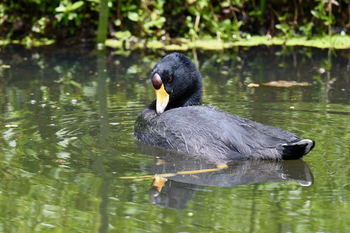 American Coot - ML646345449