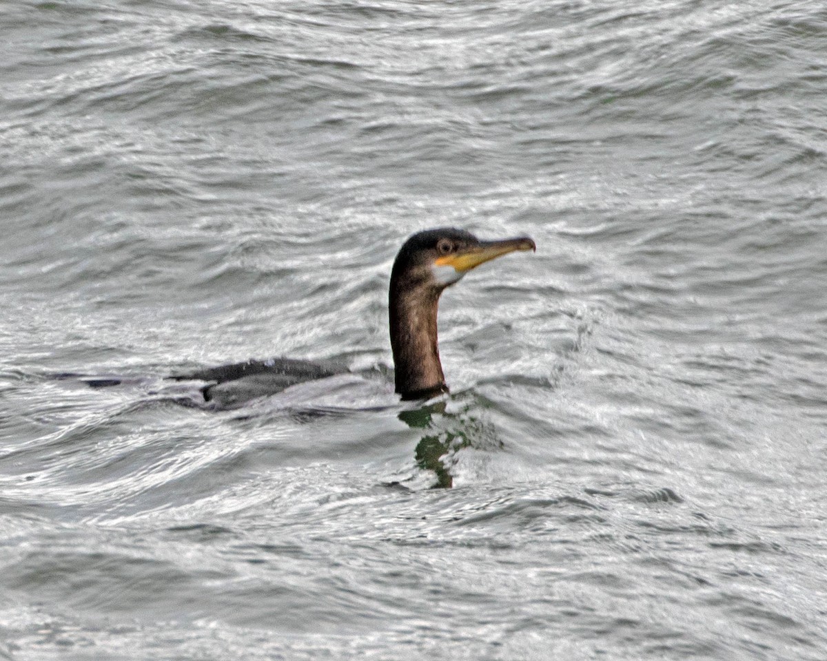 European Shag - ML646345451