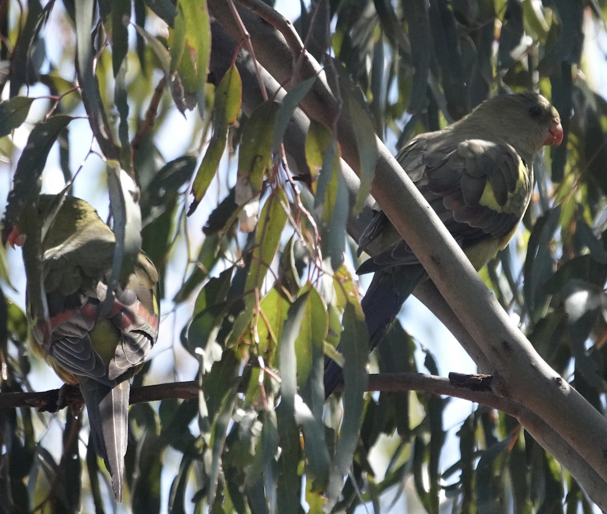 Regent Parrot - ML646345454