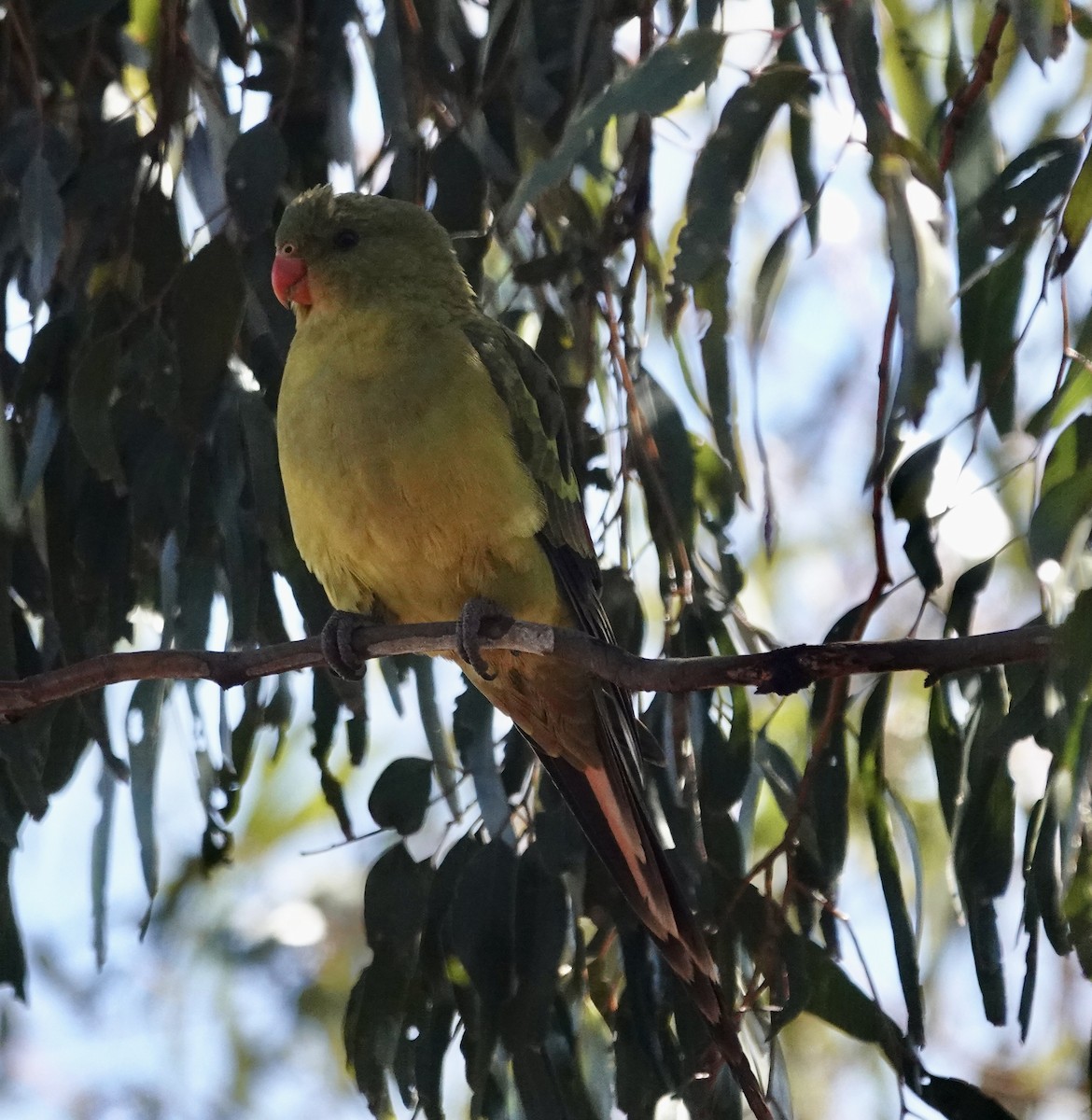 Regent Parrot - ML646345456