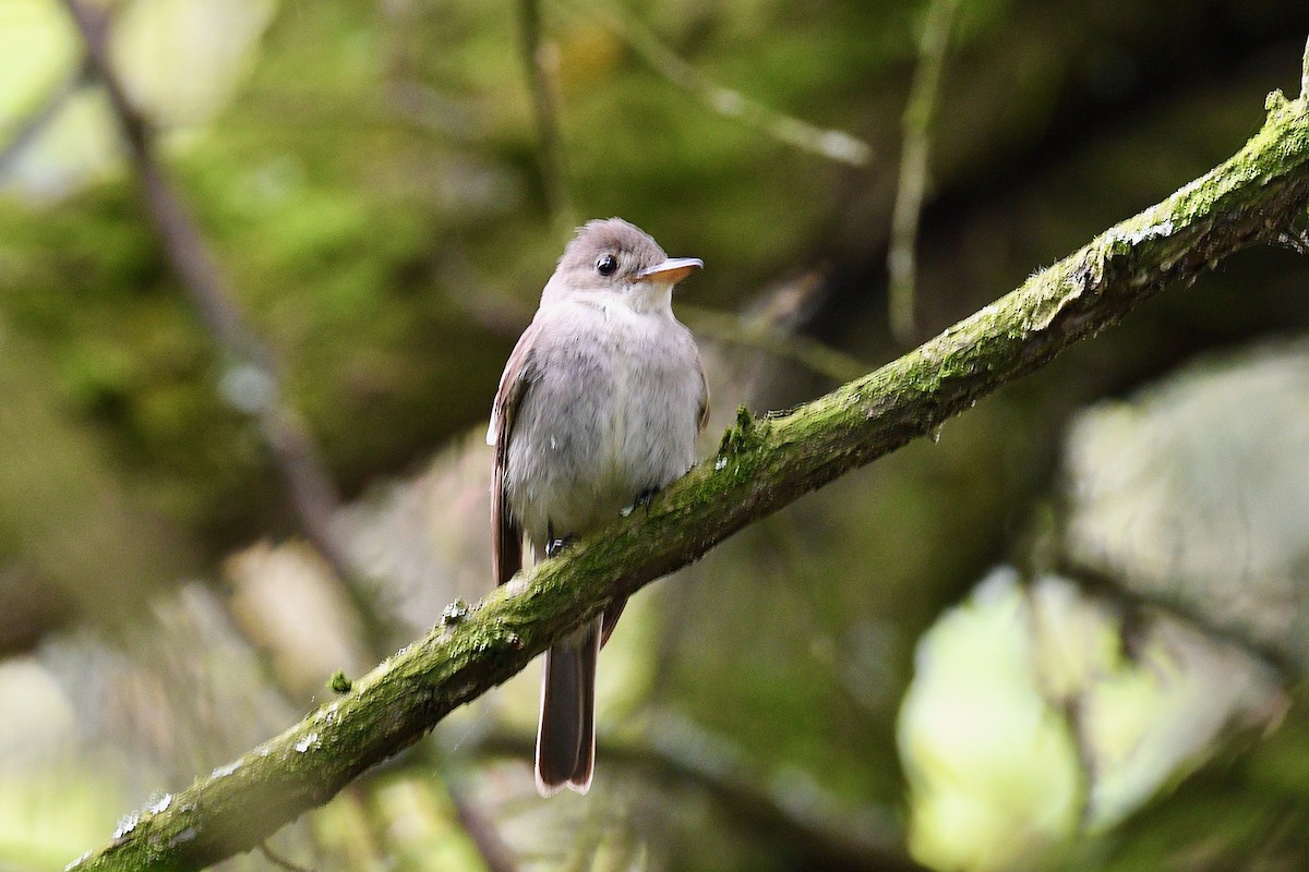 Eastern Wood-Pewee - ML646345457