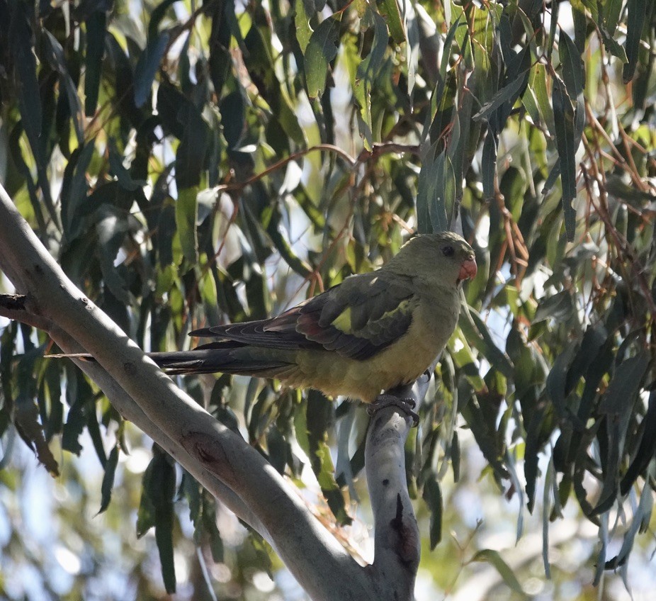 Regent Parrot - ML646345459