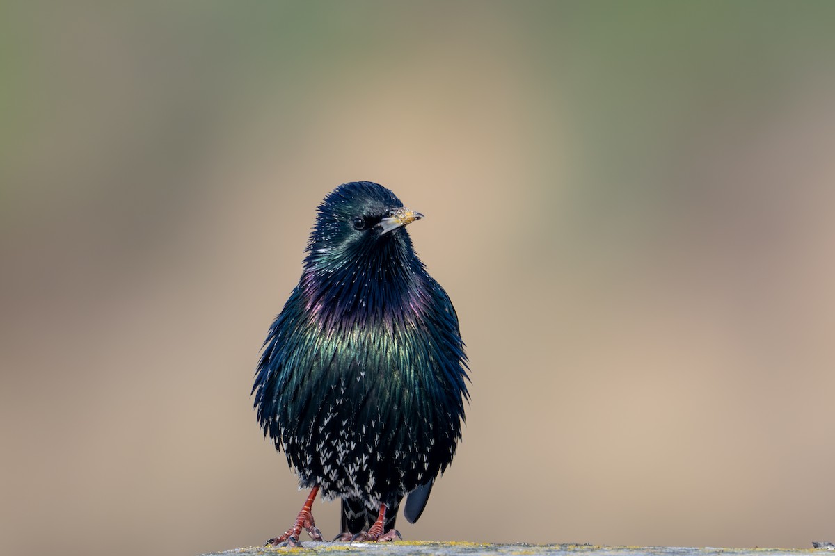 European Starling - ML646345460
