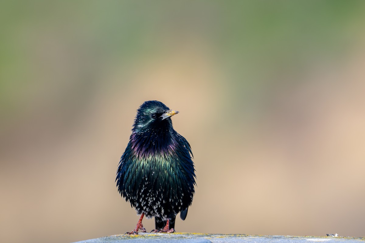European Starling - ML646345462