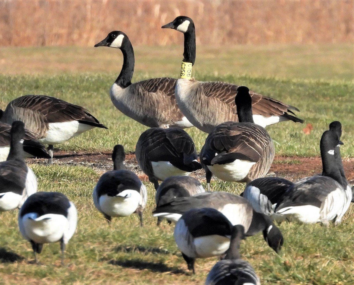 Canada Goose - ML646345463