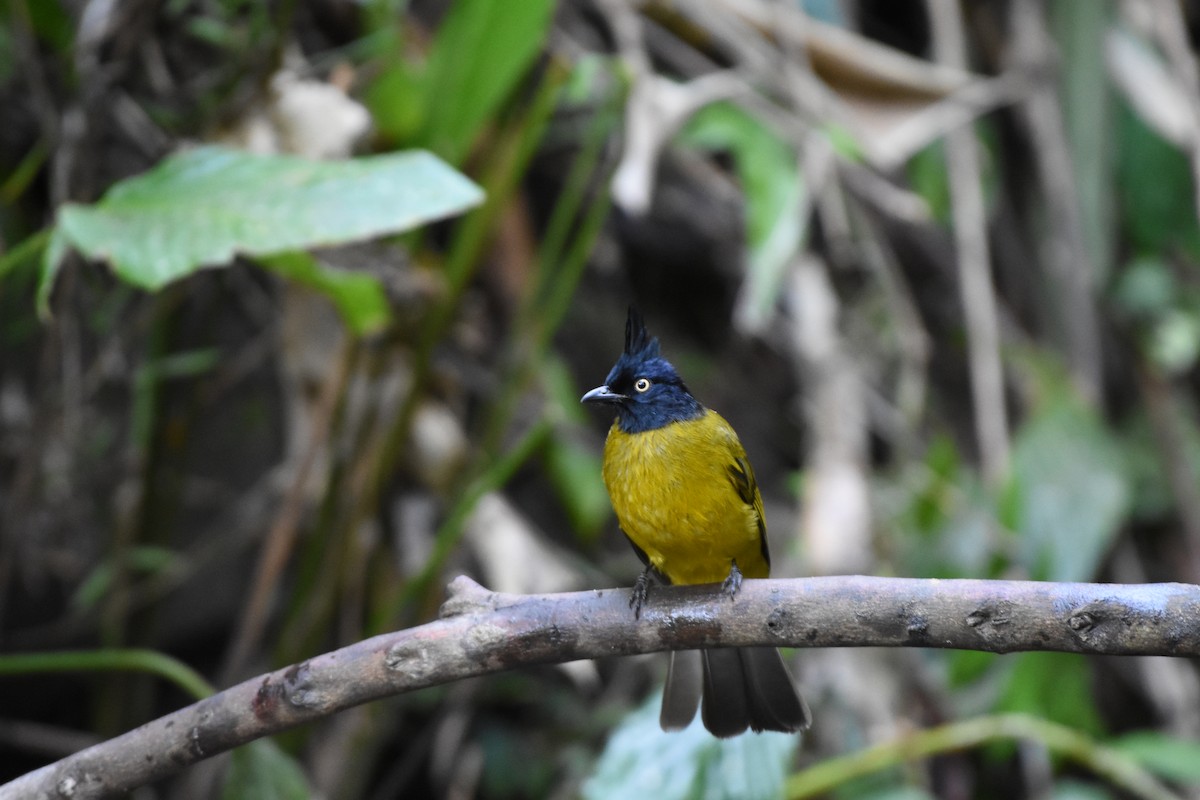 Black-crested Bulbul - ML646345465