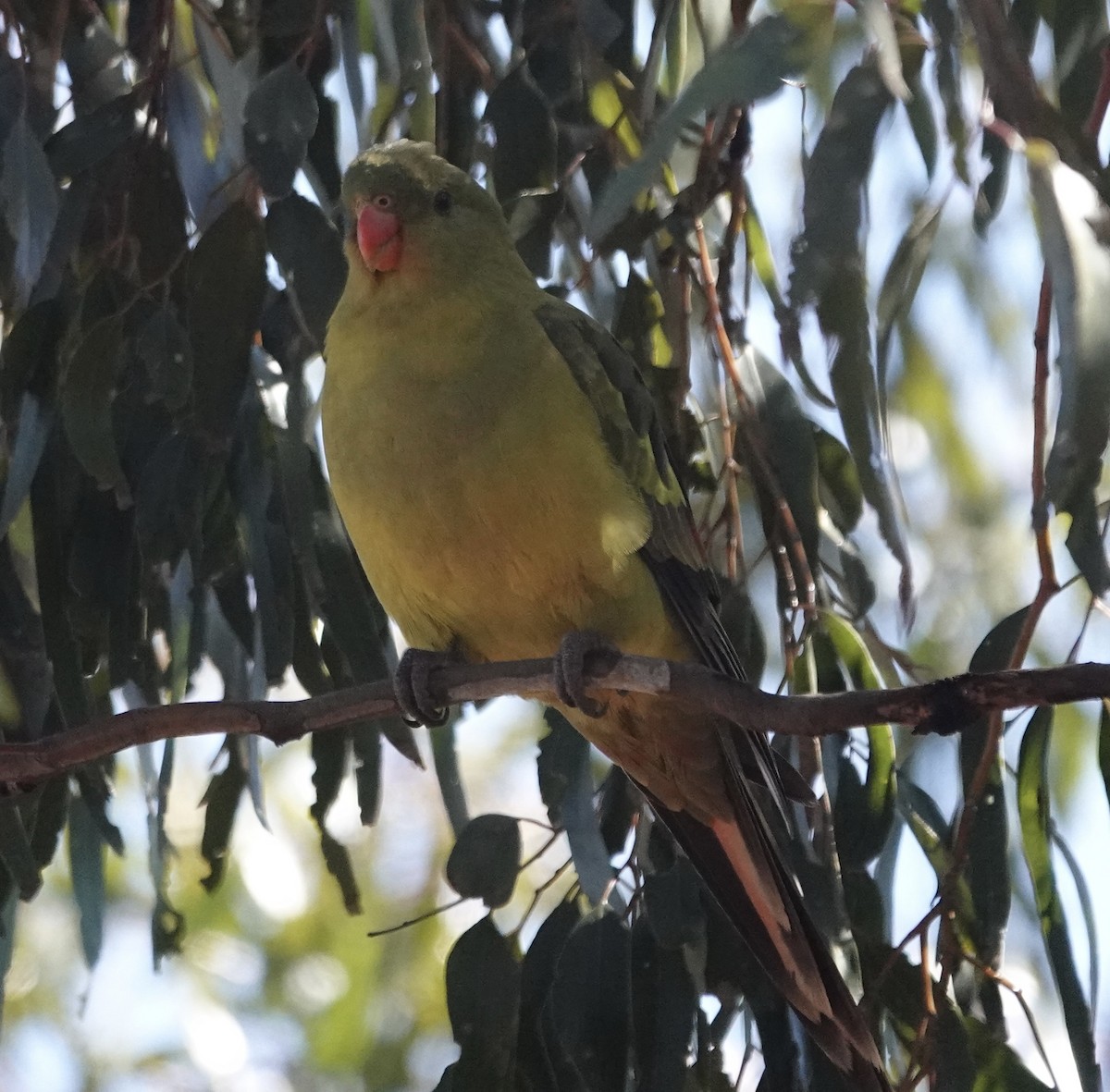 Regent Parrot - ML646345466