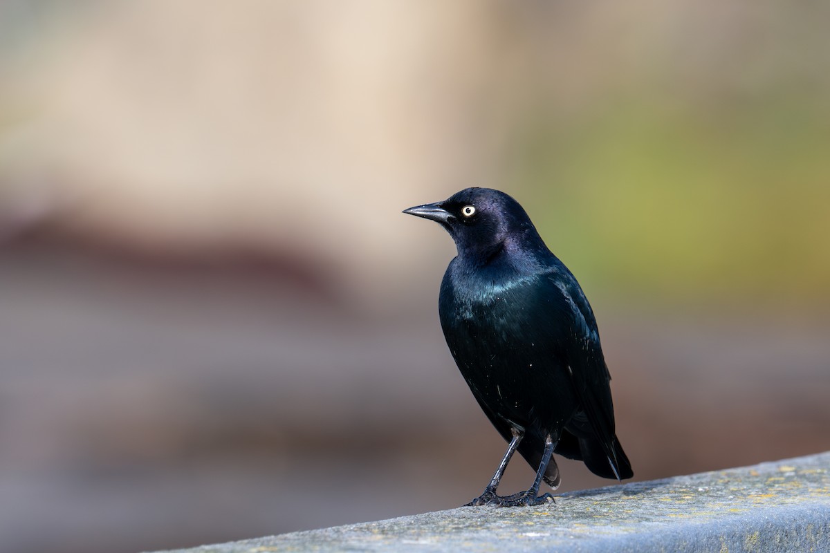 Brewer's Blackbird - ML646345468