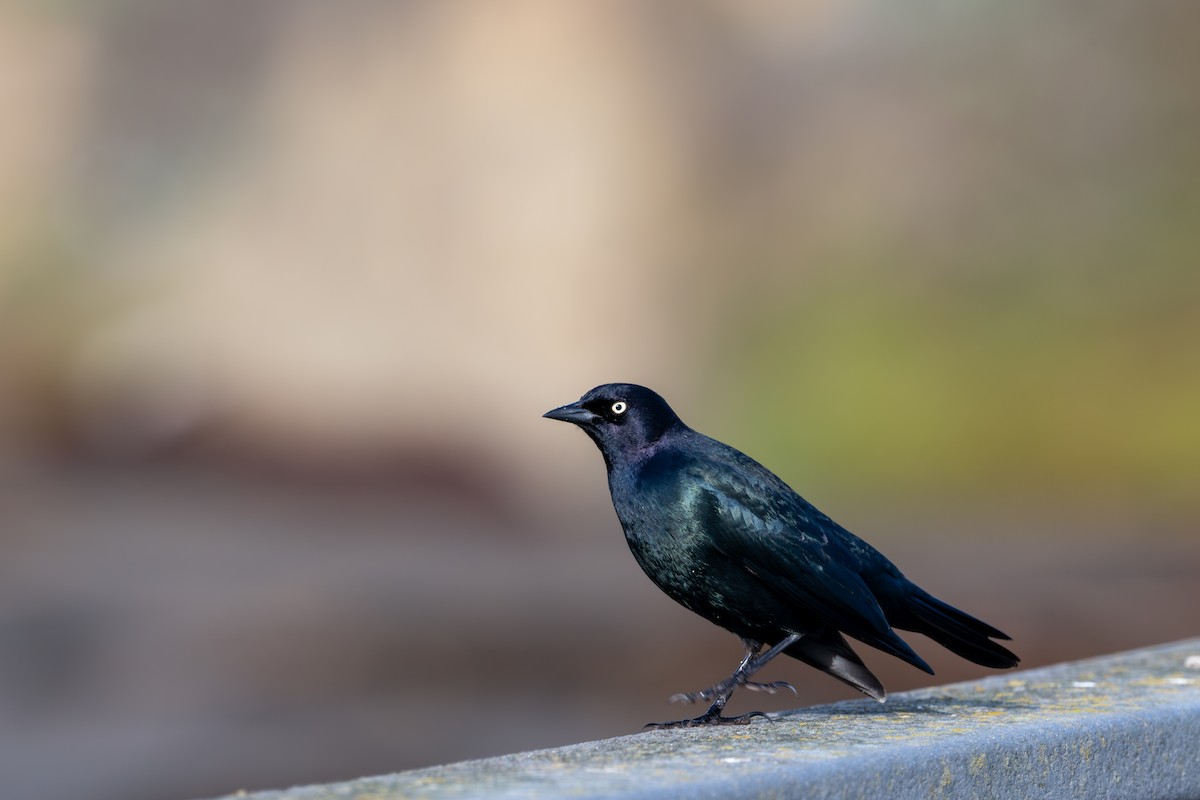 Brewer's Blackbird - ML646345469