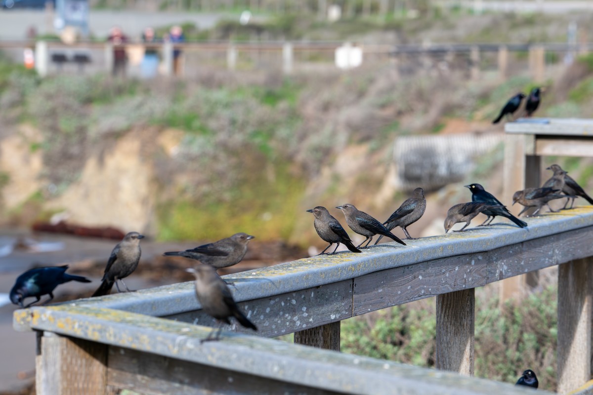 Brewer's Blackbird - ML646345470