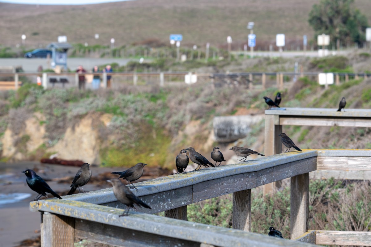 Brewer's Blackbird - ML646345471