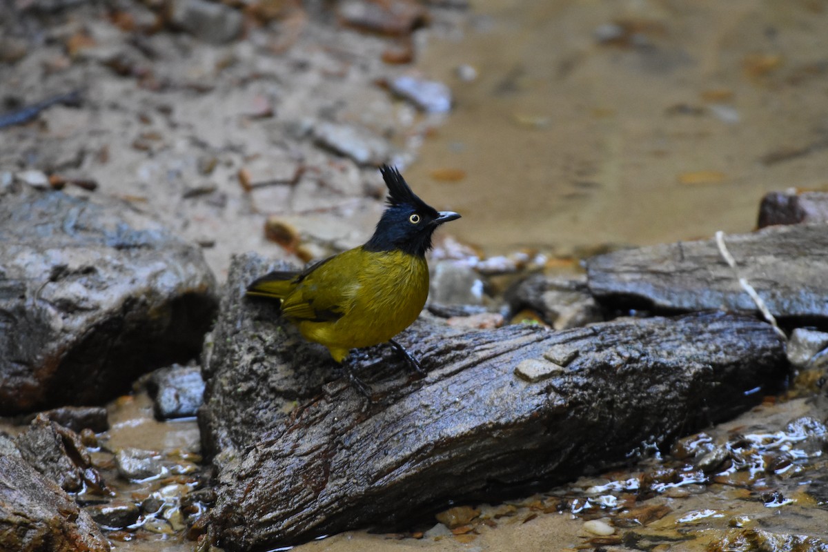 Black-crested Bulbul - ML646345472