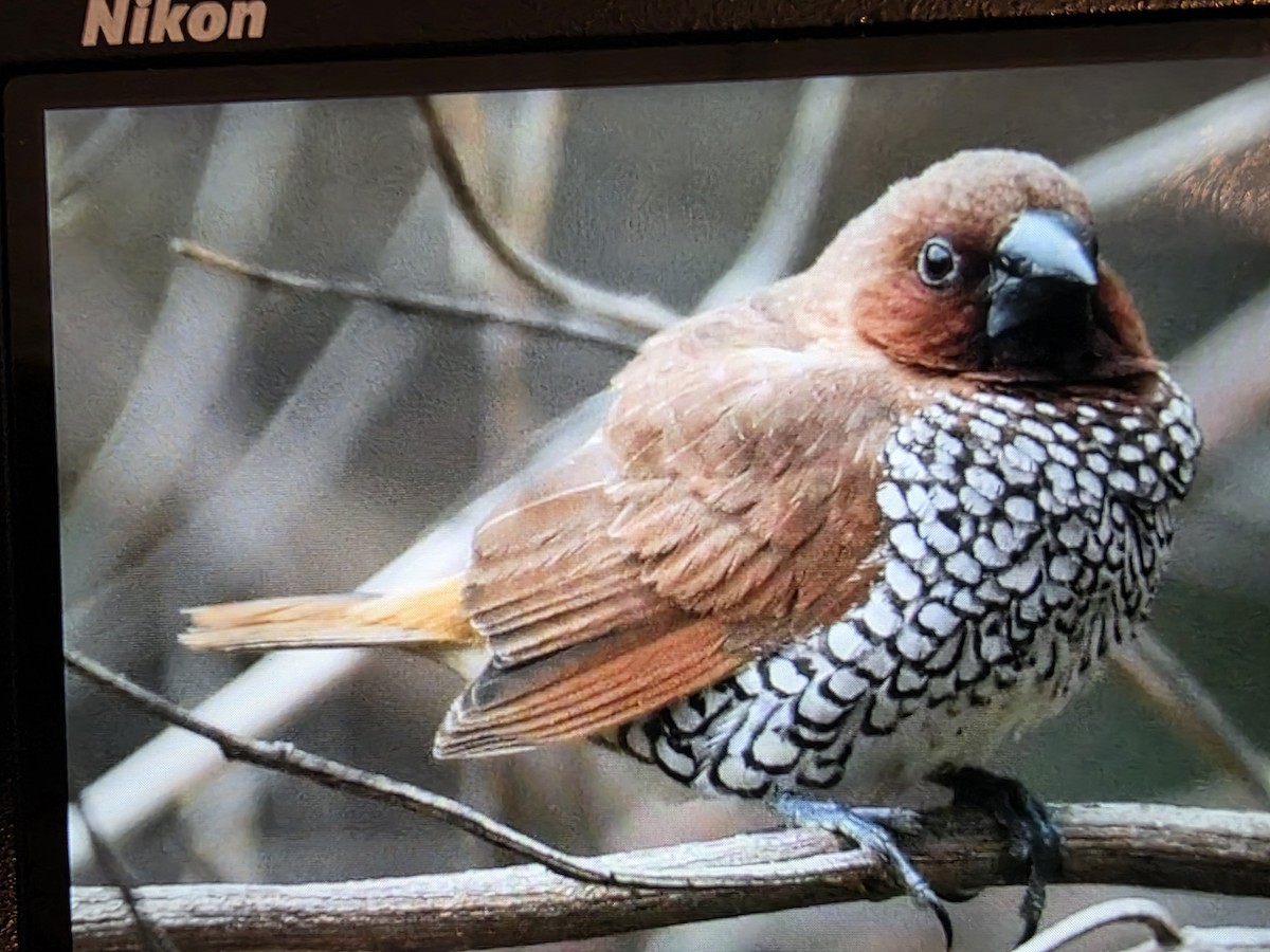 Scaly-breasted Munia - ML646345473