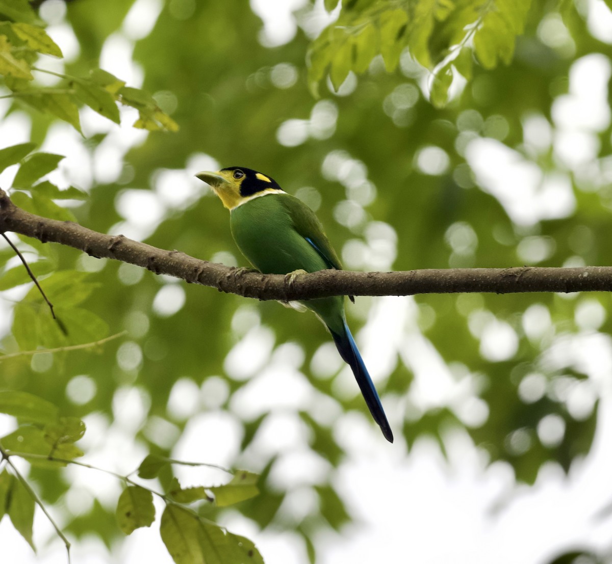 Long-tailed Broadbill - ML646345474