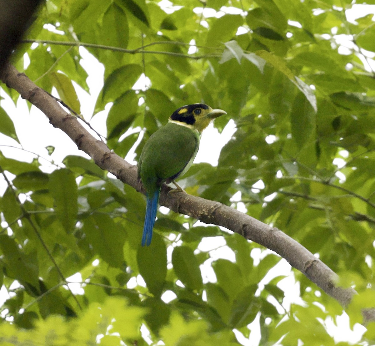 Long-tailed Broadbill - ML646345475