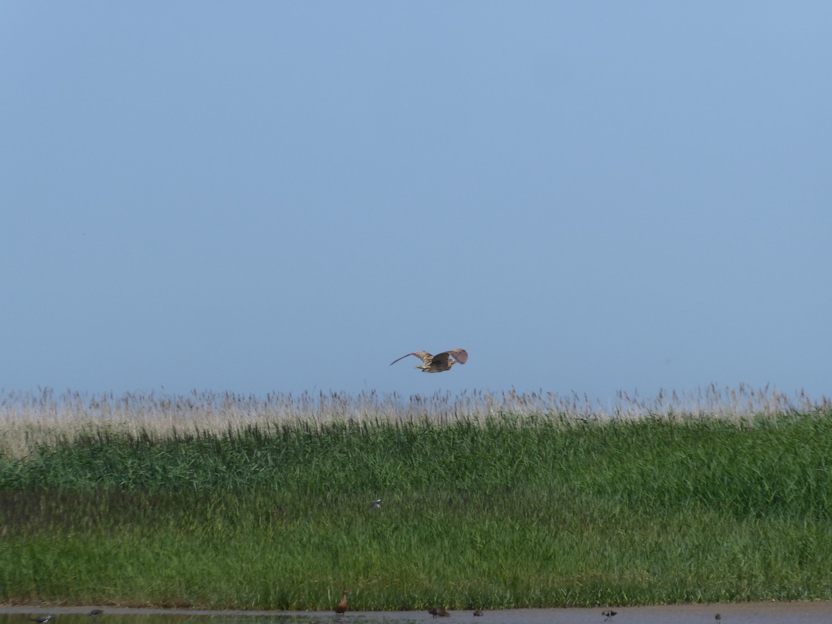 Eurasian Bittern - ML646345476
