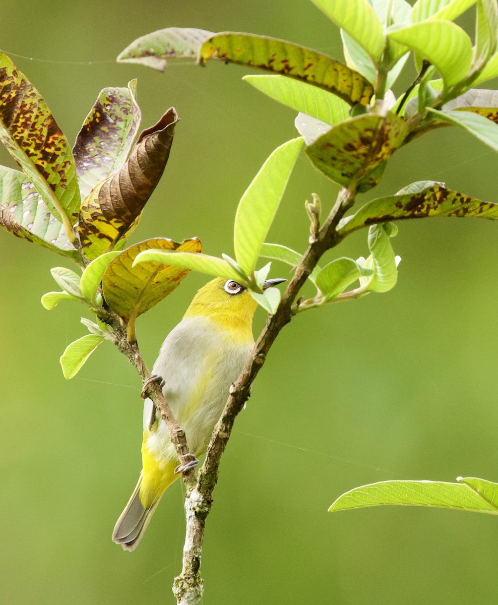 Indian White-eye - ML646345478