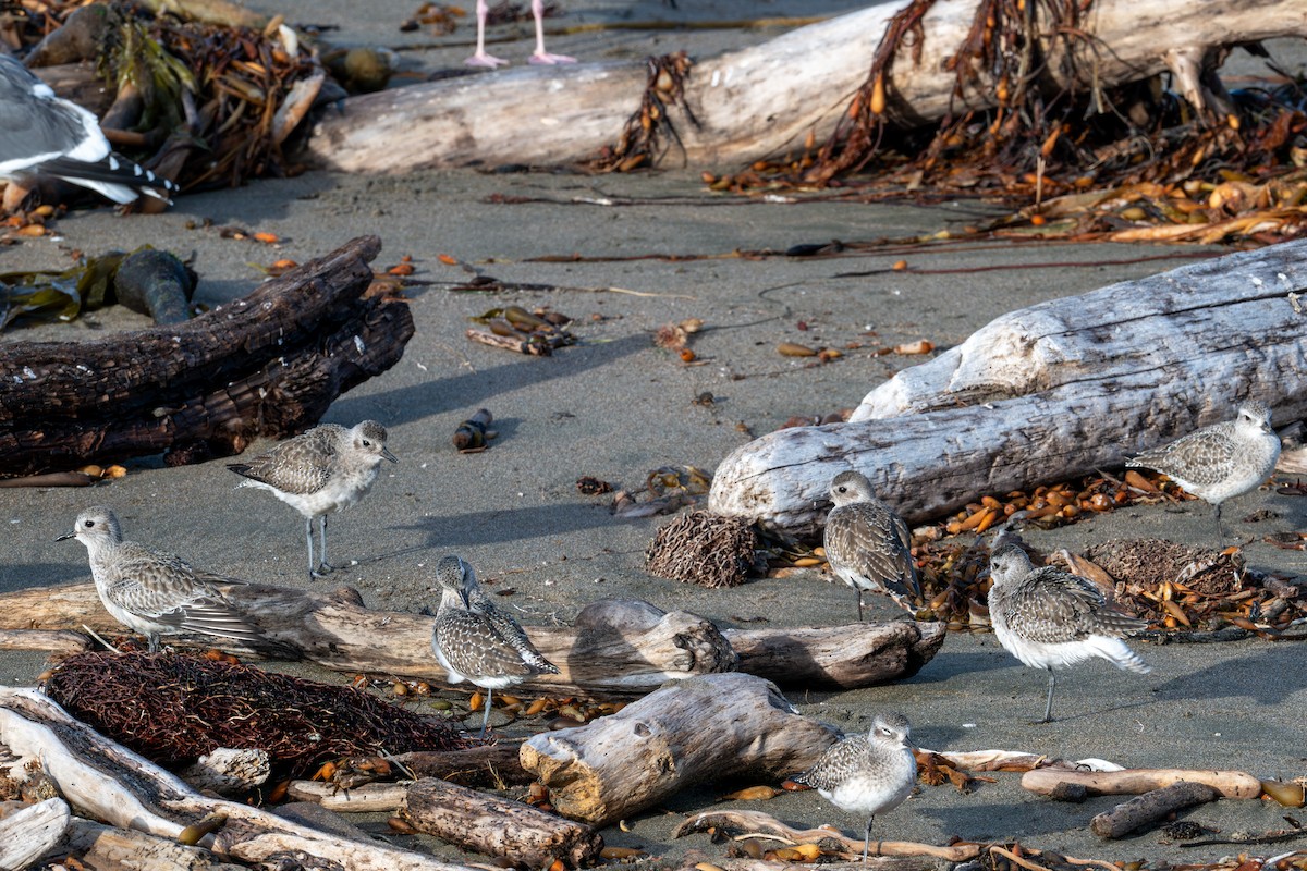 Black-bellied Plover - ML646345479