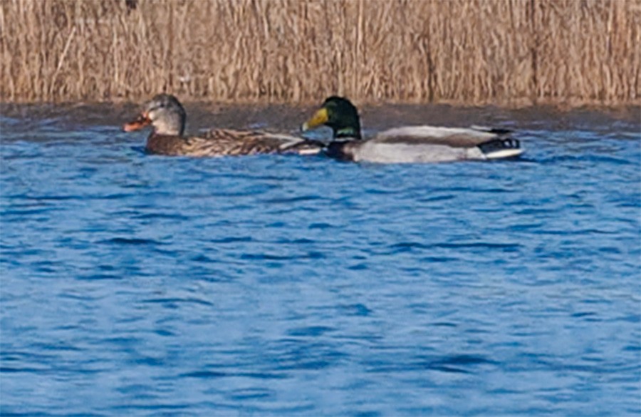 Mallard - ML646345480